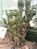 Cereus jamacaru, forme monstrueuse (fam Cactacees) (Bresil) (1) (Photo F. Mrugala)